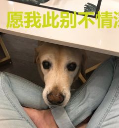 愿我此别不情深
