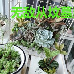 无敌从坟墓里醒来开始