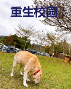 重生校园：许少，放肆宠