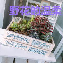 野花的温柔