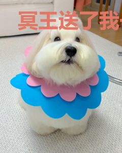 冥王送了我一间当铺