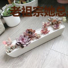 老祖宗她总是一鸣惊人